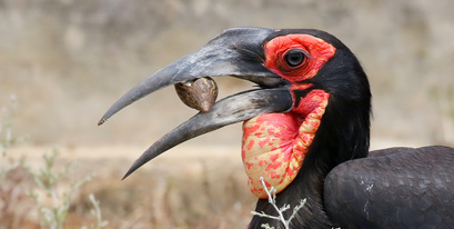 Kariega-Southern-Ground-Hornbill-close.JPG