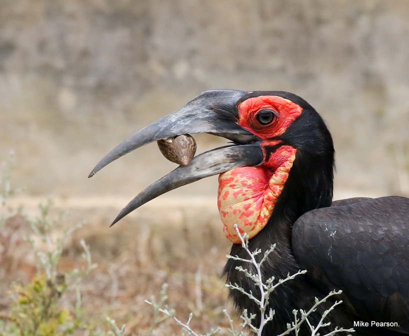 Kariega-Southern-Ground-Hornbill-close.JPG