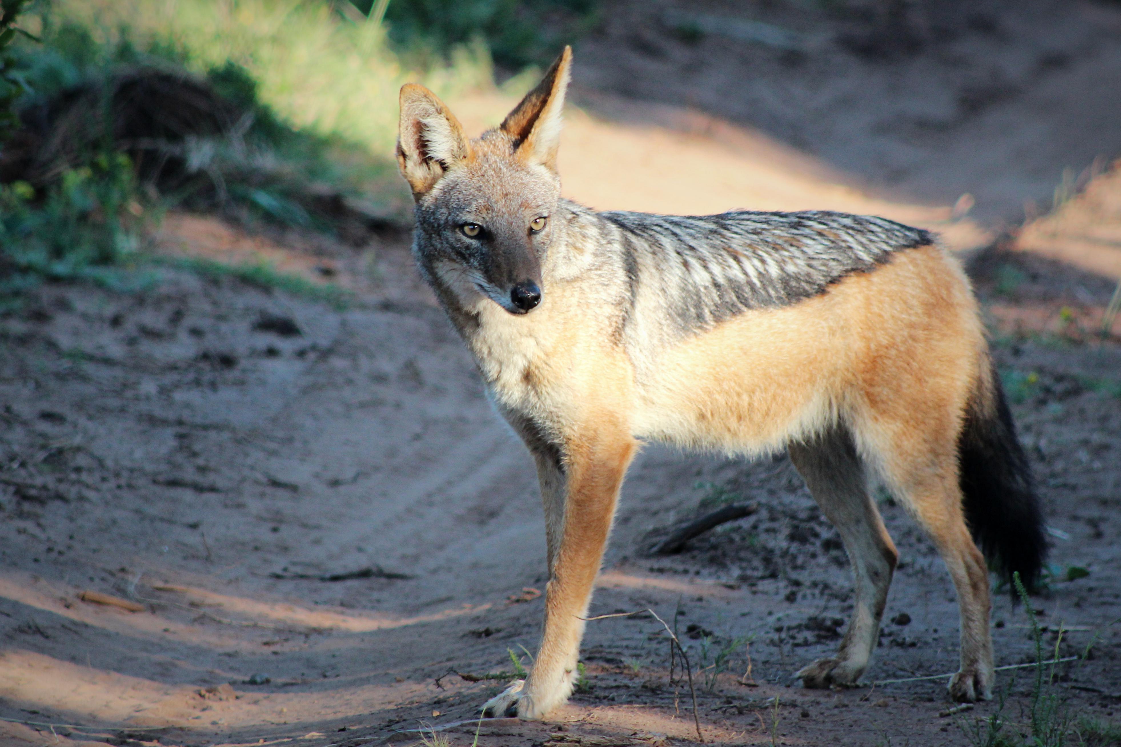 Sneakiest Animal of the South African Savanna Black Backed Jackal