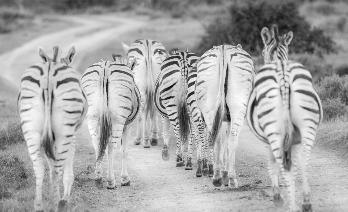 Sneakiest Animal of the South African Savanna Zebra