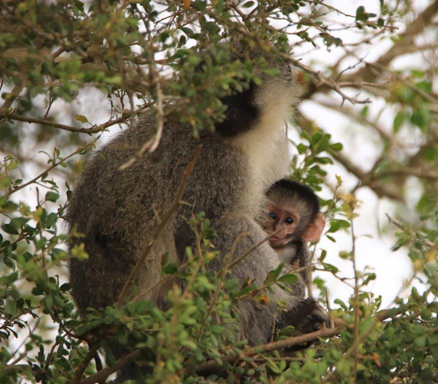 Baby Wild Monkey on South African Safari