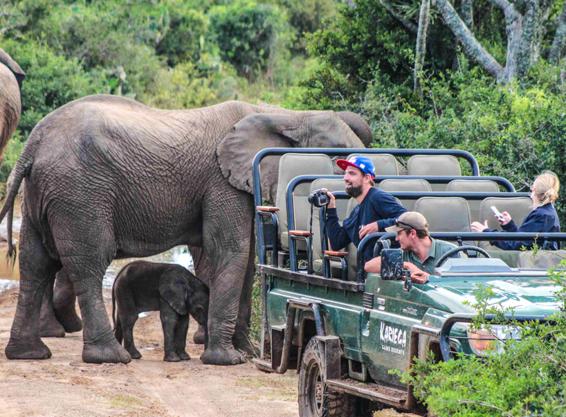 Kariega-Game-Reserve-Baby-Ellie-Jo-Haesslich.JPG