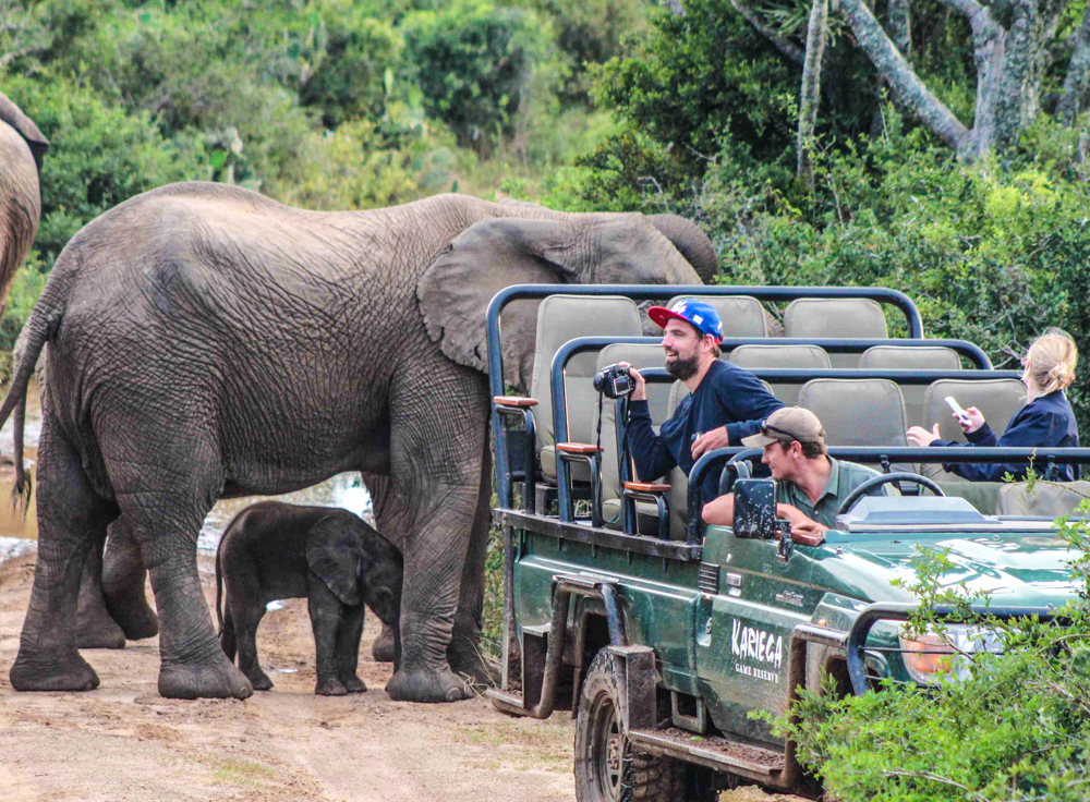 Baby Wild Elephant on South African Safari