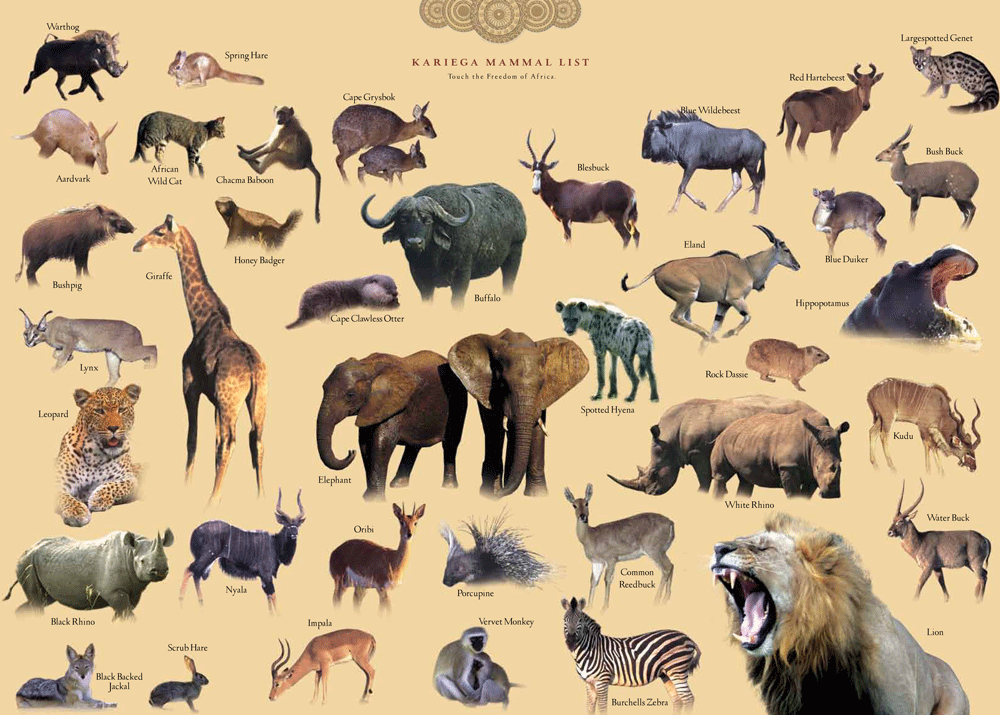 Wild Animal List for South African Safari at Kariega