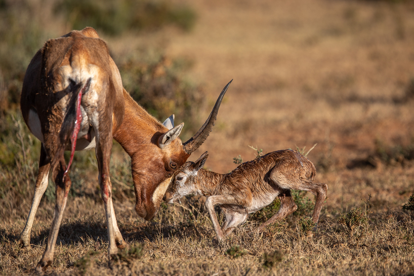 Kariega-Blesbok-Jennings-2020.jpg