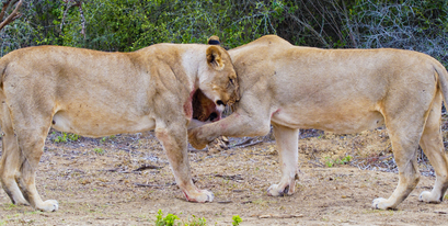 Kariega-Lionesses-Steve-Bramall.jpg