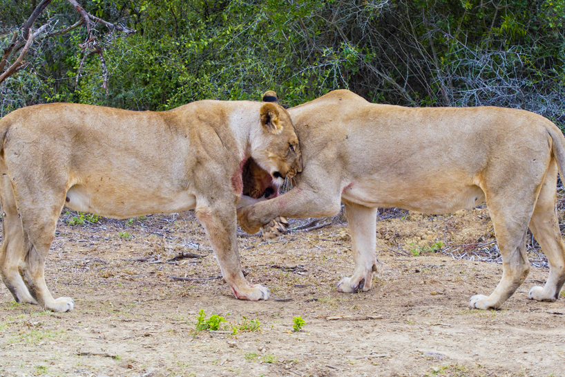 Kariega-Lionesses-Steve-Bramall.jpg