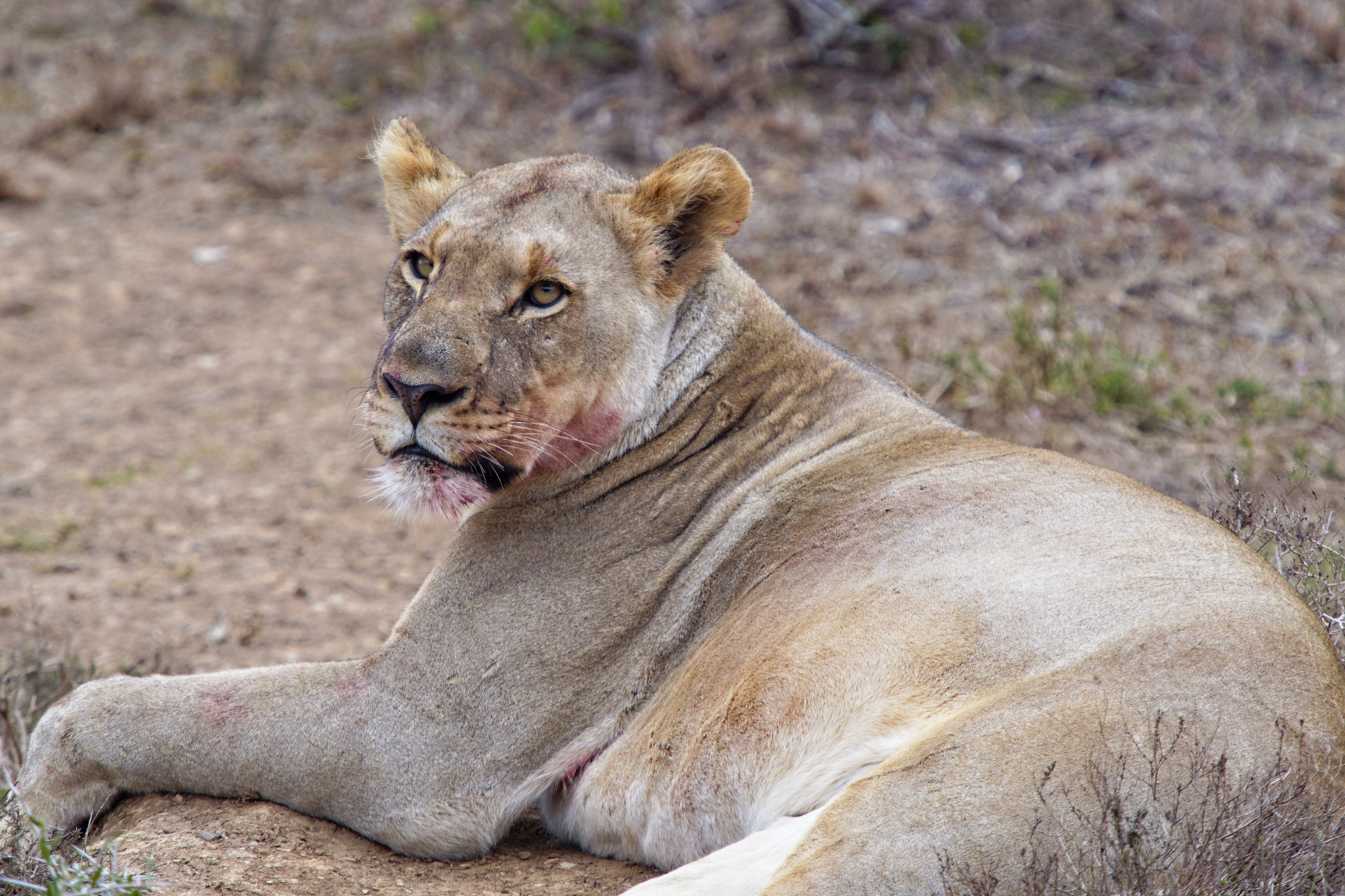 Majestic Vulnerable African Lion Kariega Steve Bramall