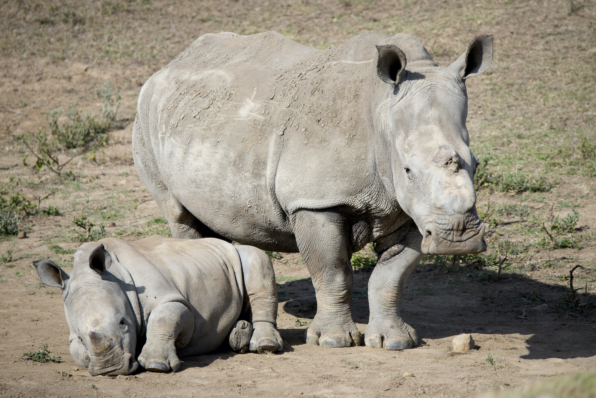 Rhino Mthetho Turns One with Mum Thandi