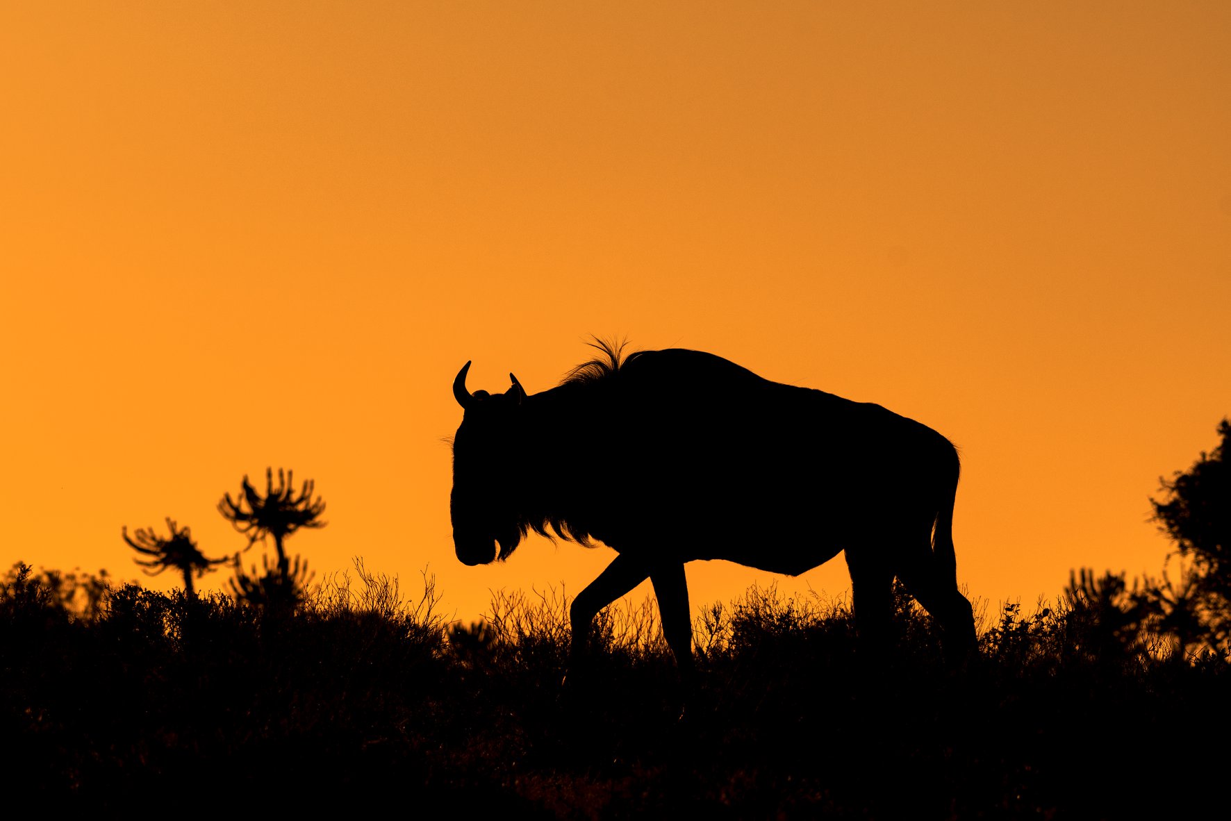 2020 Wildlife Photo Competition Wildebeest