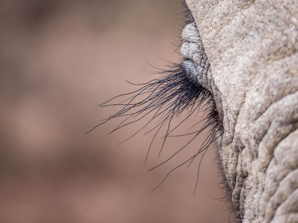 2020 Wildlife Photo Competition Elephant Eye