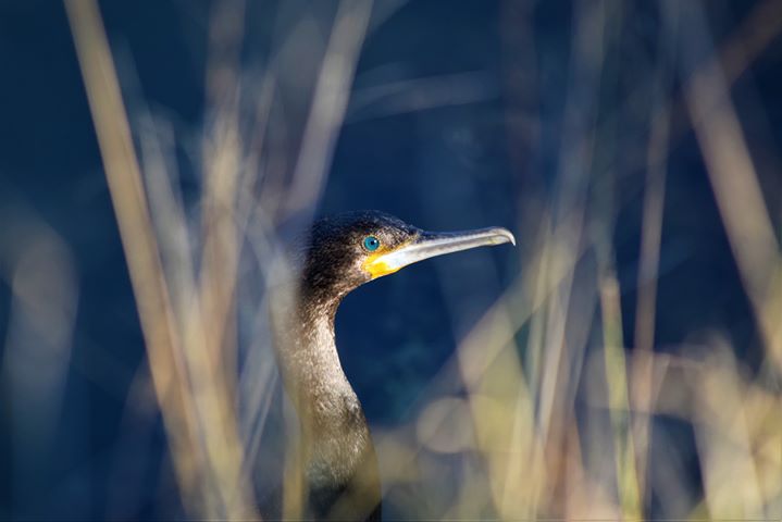 Bird Beverley Catterall 2020 Facebook Photo Competition Finalist