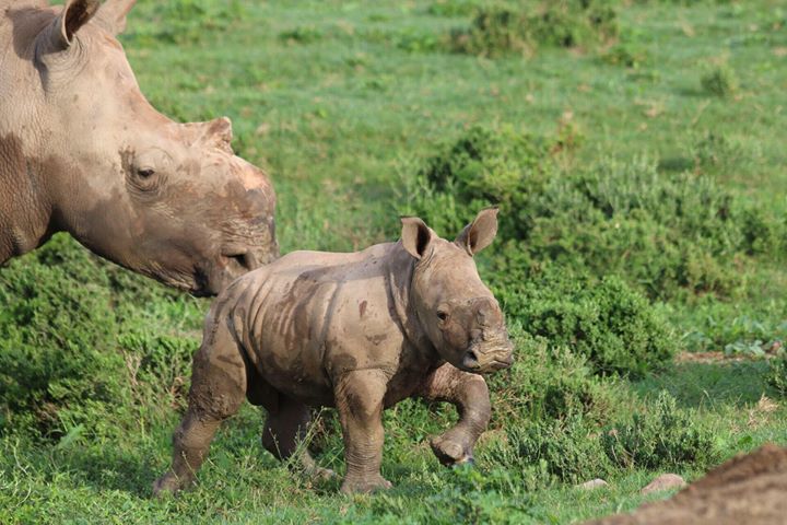 2020 Wildlife Photo Competition Thandi Rhino and Calf