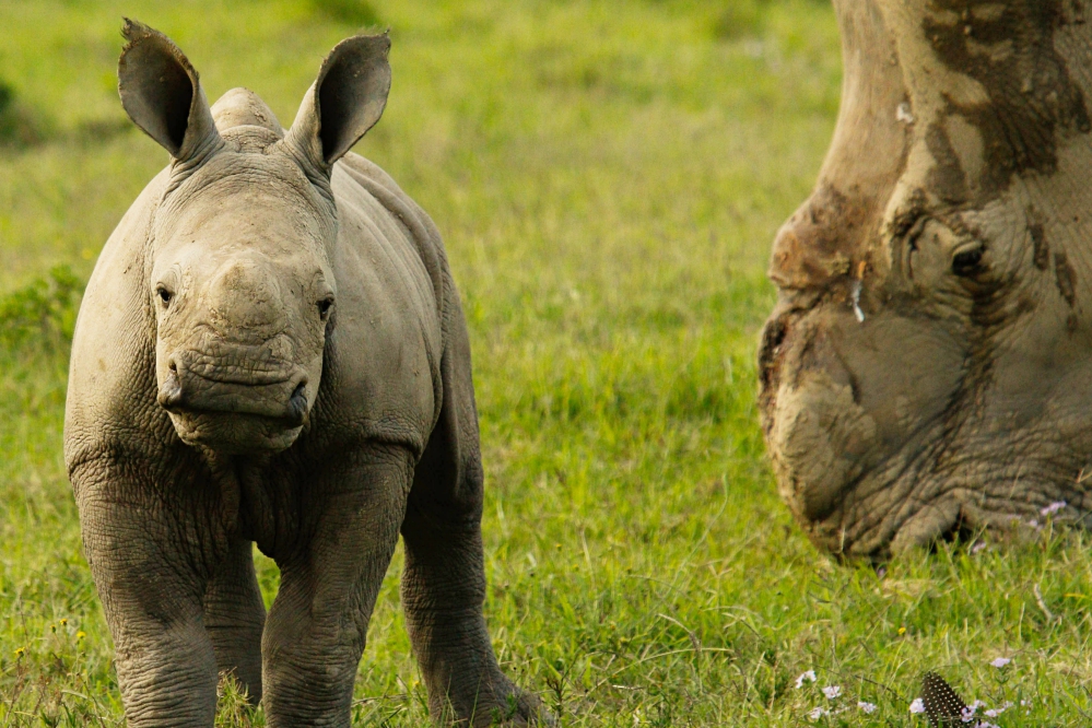 Kariega Team Rhino Conservation Update During Temporary Closure