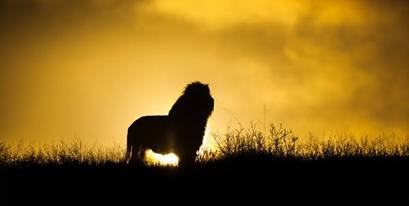 Kariega-sunrise-lion-Brendon.jpg