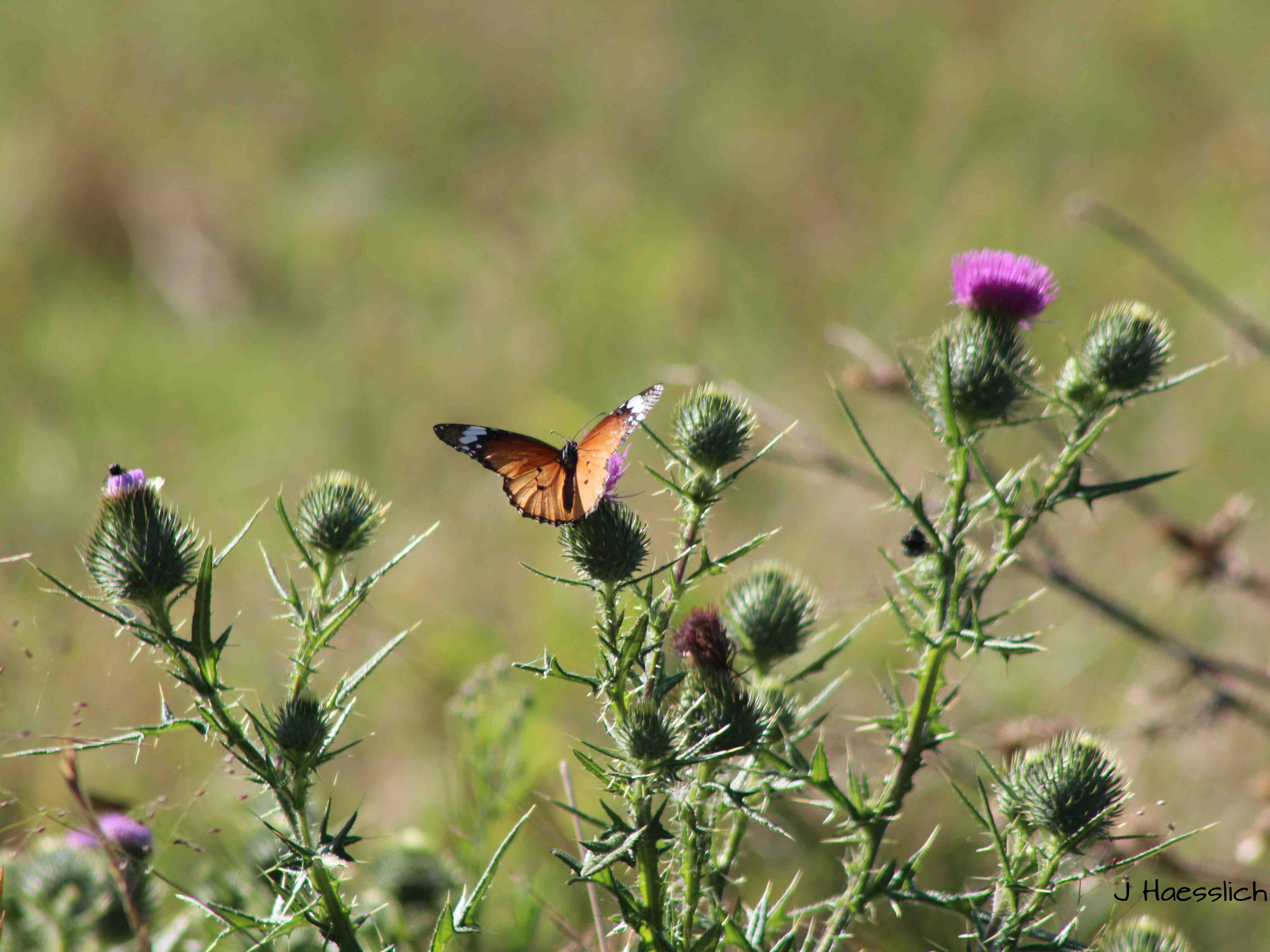 African Monarch Butterfly: Insects, Bugs, Critters and Crawlies