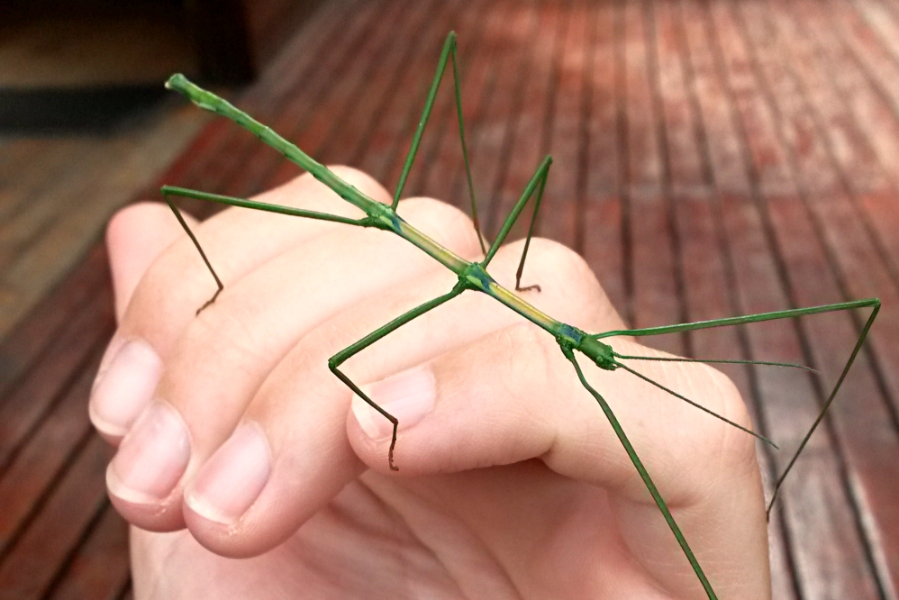 Stick Insect: Bugs, Critters and Crawlies
