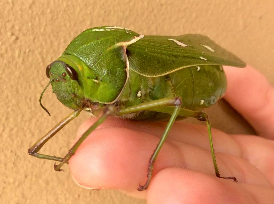 Bladder Grasshopper: Insects, Bugs, Critters and Crawlies