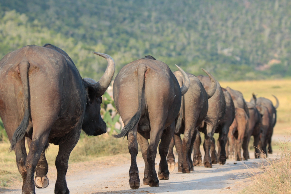 Fascinating Facts about Cape Buffalo Herds