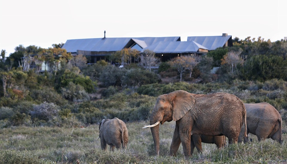 Elephants at Kariega Settlers Drift Lodge