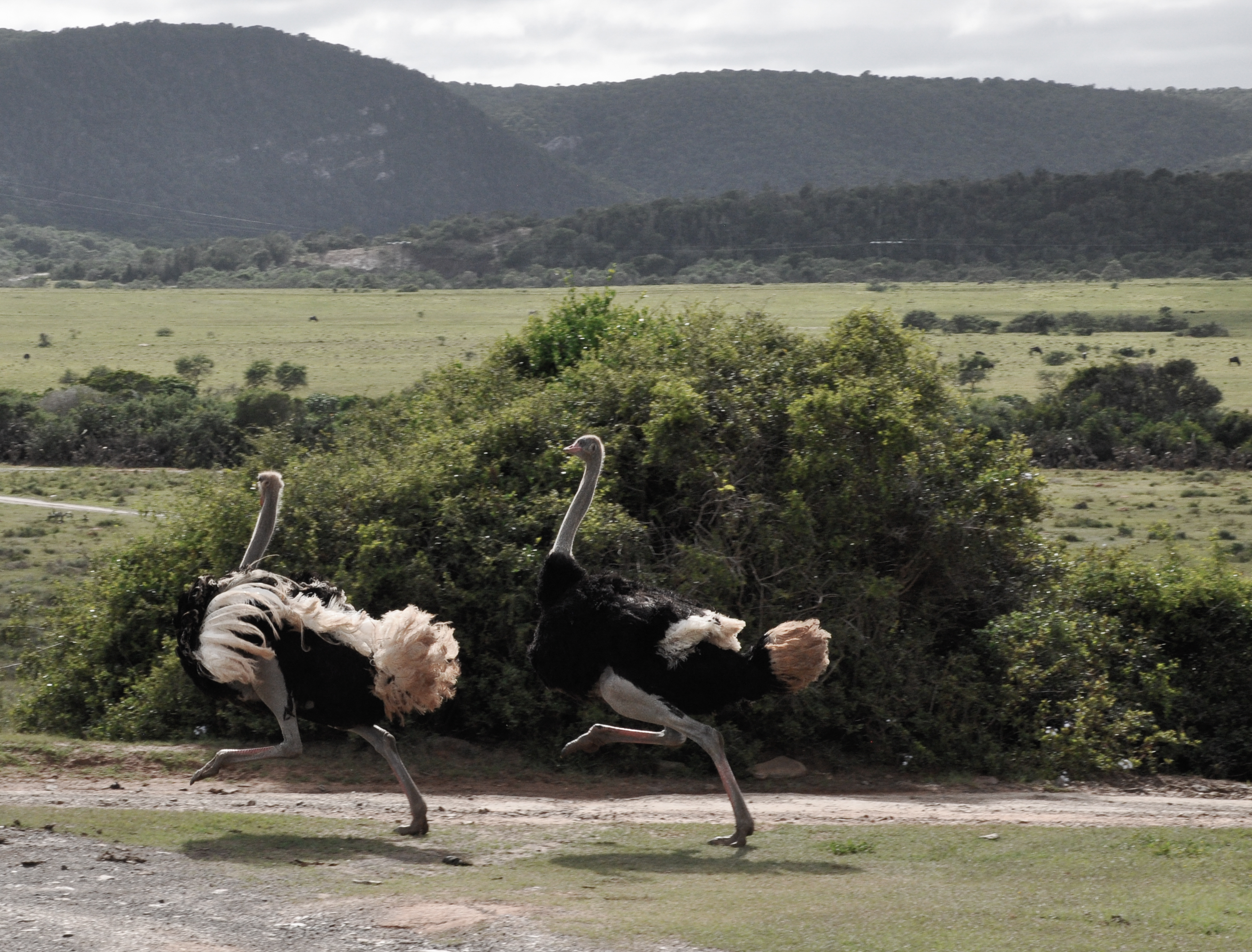 South African Ostrich Leg Adaptations