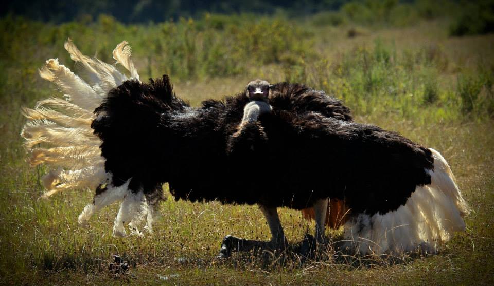 South African Ostrich Mating Display