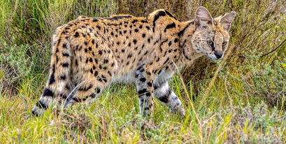 GrahamHarvey‎-serval-kariega.jpg