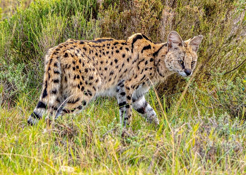 GrahamHarvey‎-serval-kariega.jpg