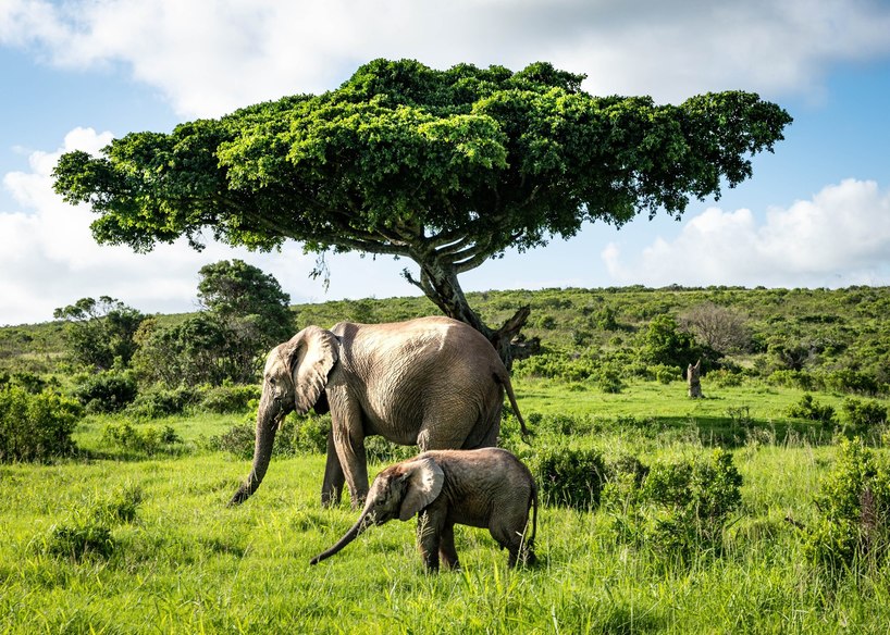 Santiago-Donovan-elephants-kariega.jpg