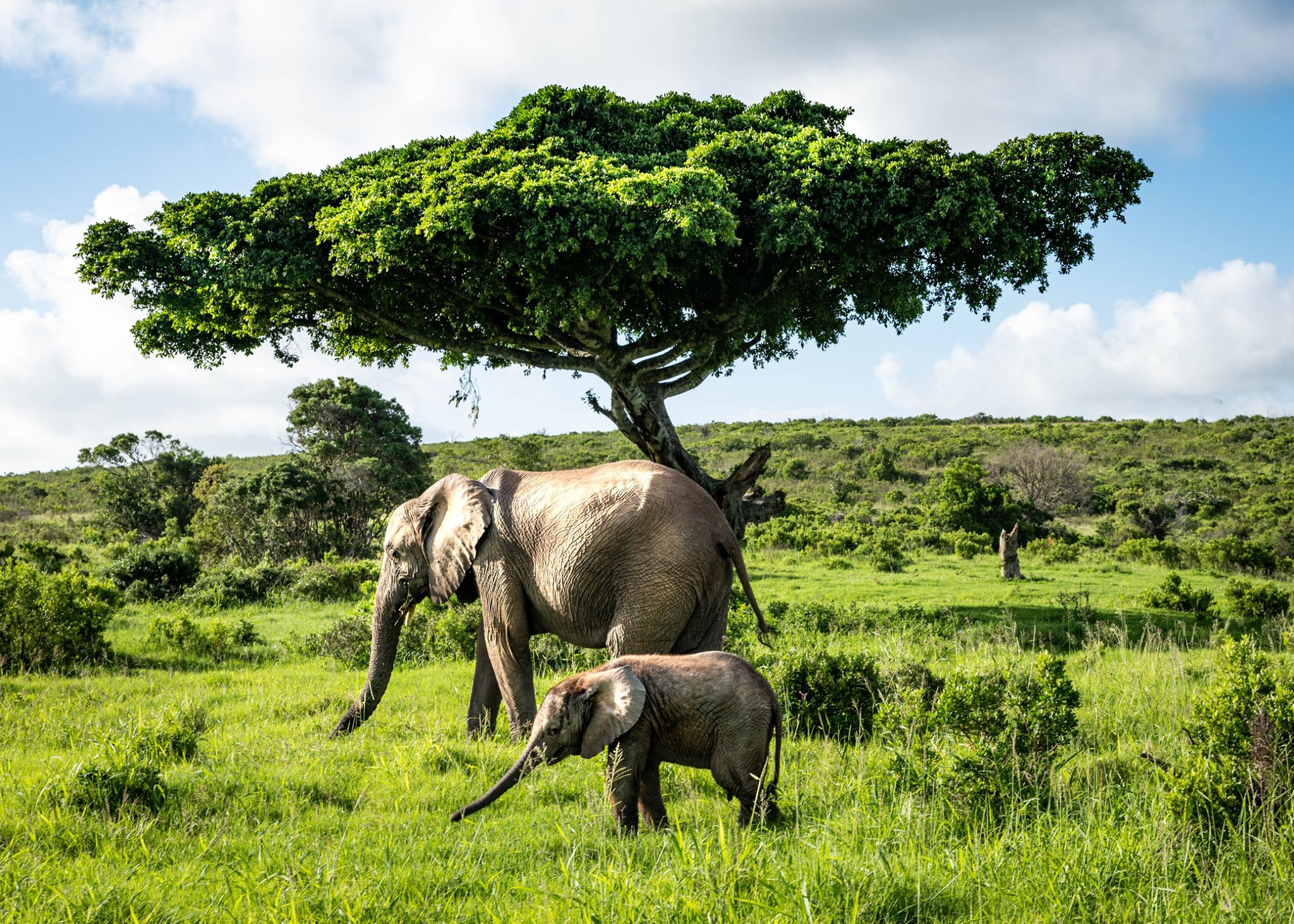 Santiago Donovan Elephants 2020 Facebook Photo Competition Finalist