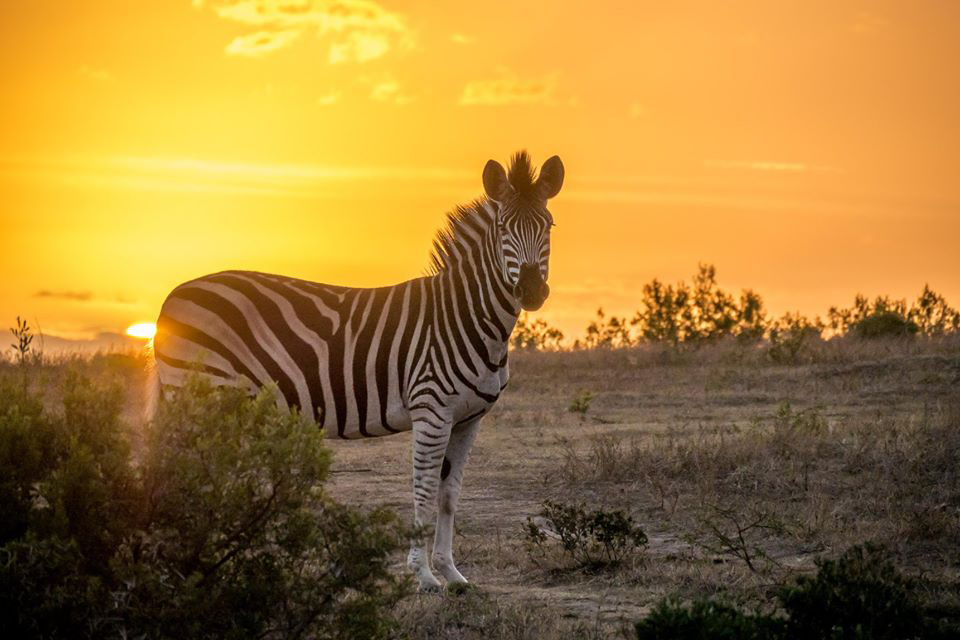 Peter Reitze Zebra 2020 Facebook Photo Competition Finalist