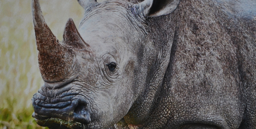 Darren-Baker-rhino.jpeg