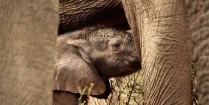 34elephant-_MartineTheisen___-Kariega-Oct2019_.jpg