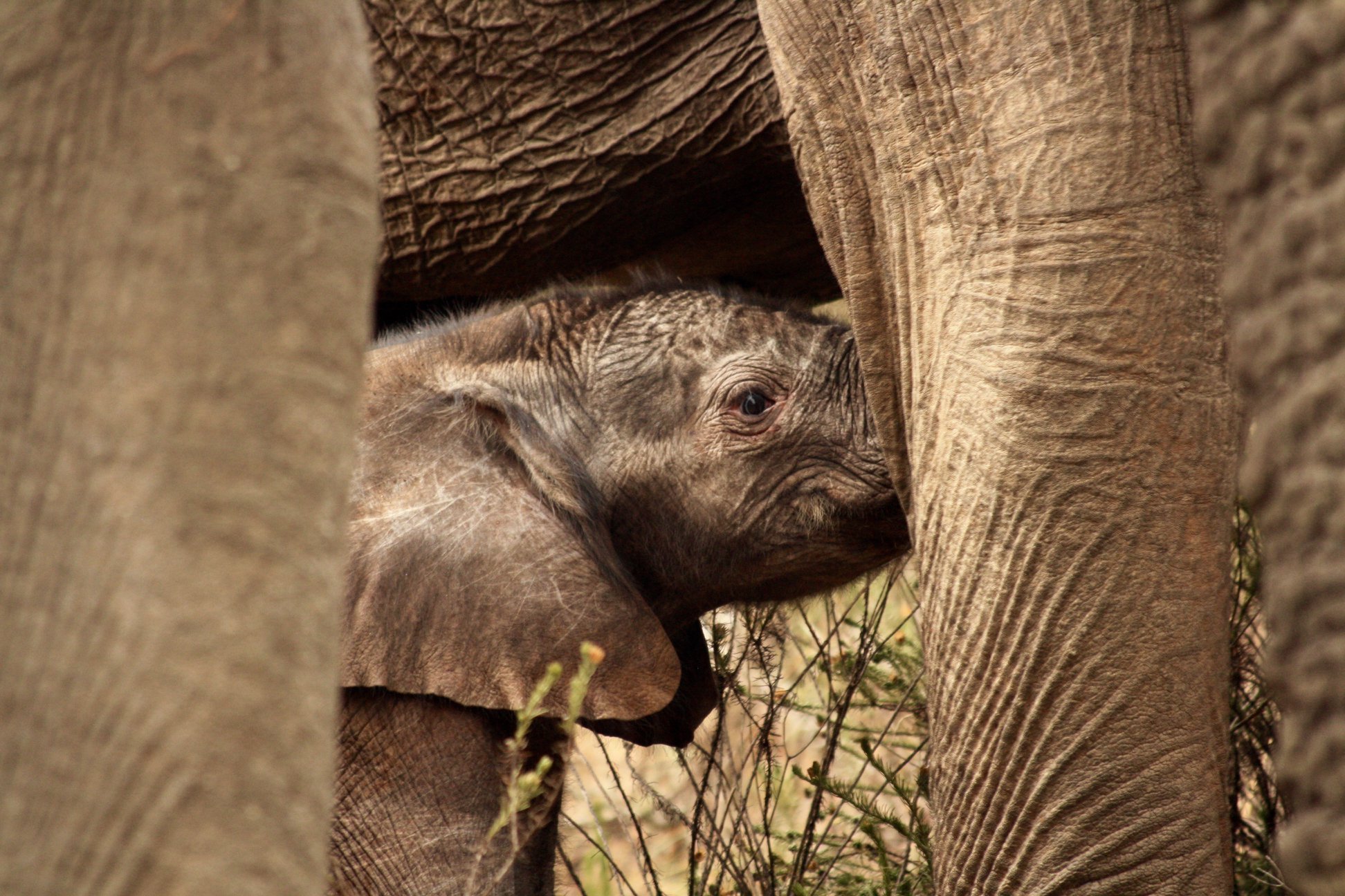 Behind the Lens: 2020 Photo Competition Audience Favourite Elephant Calf