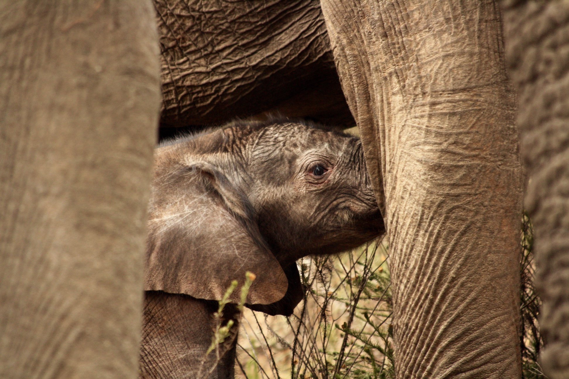 Elephant Calf Martine Theisen 2020 Facebook Photo Competition Finalist