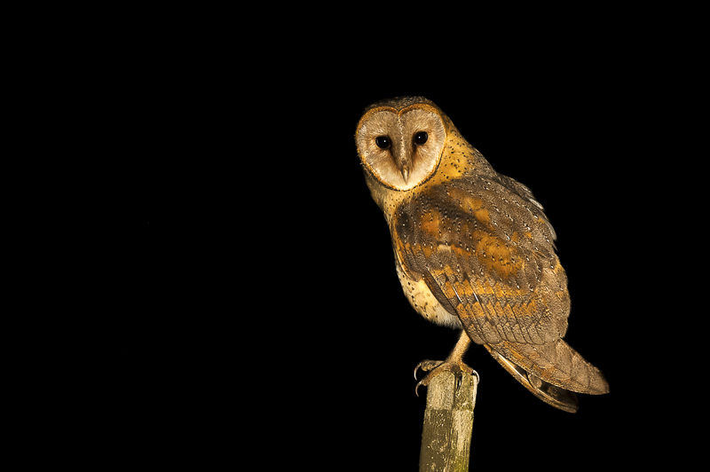 Kariega Safari Barn Owl