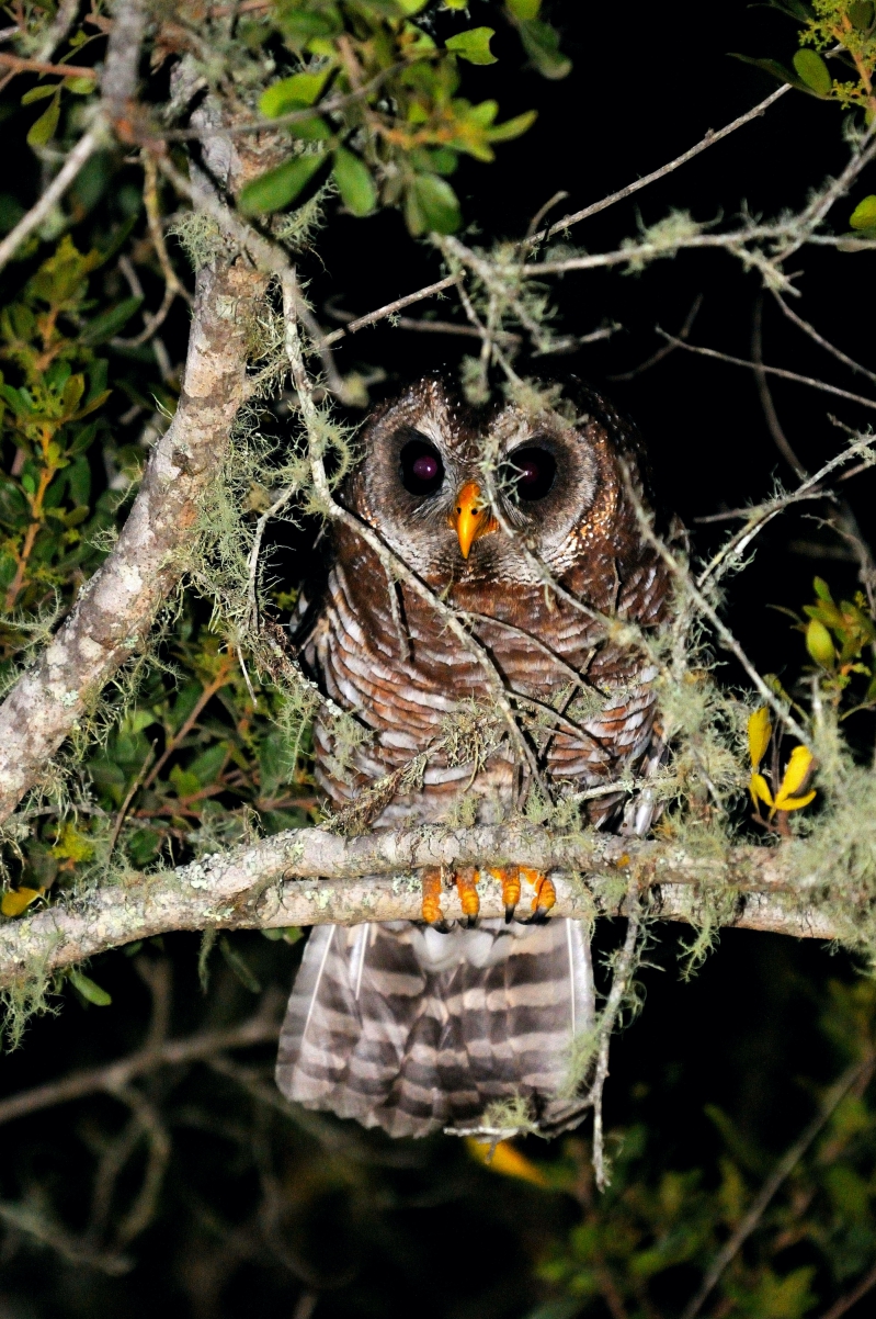 Kariega Safari African Wood Owl