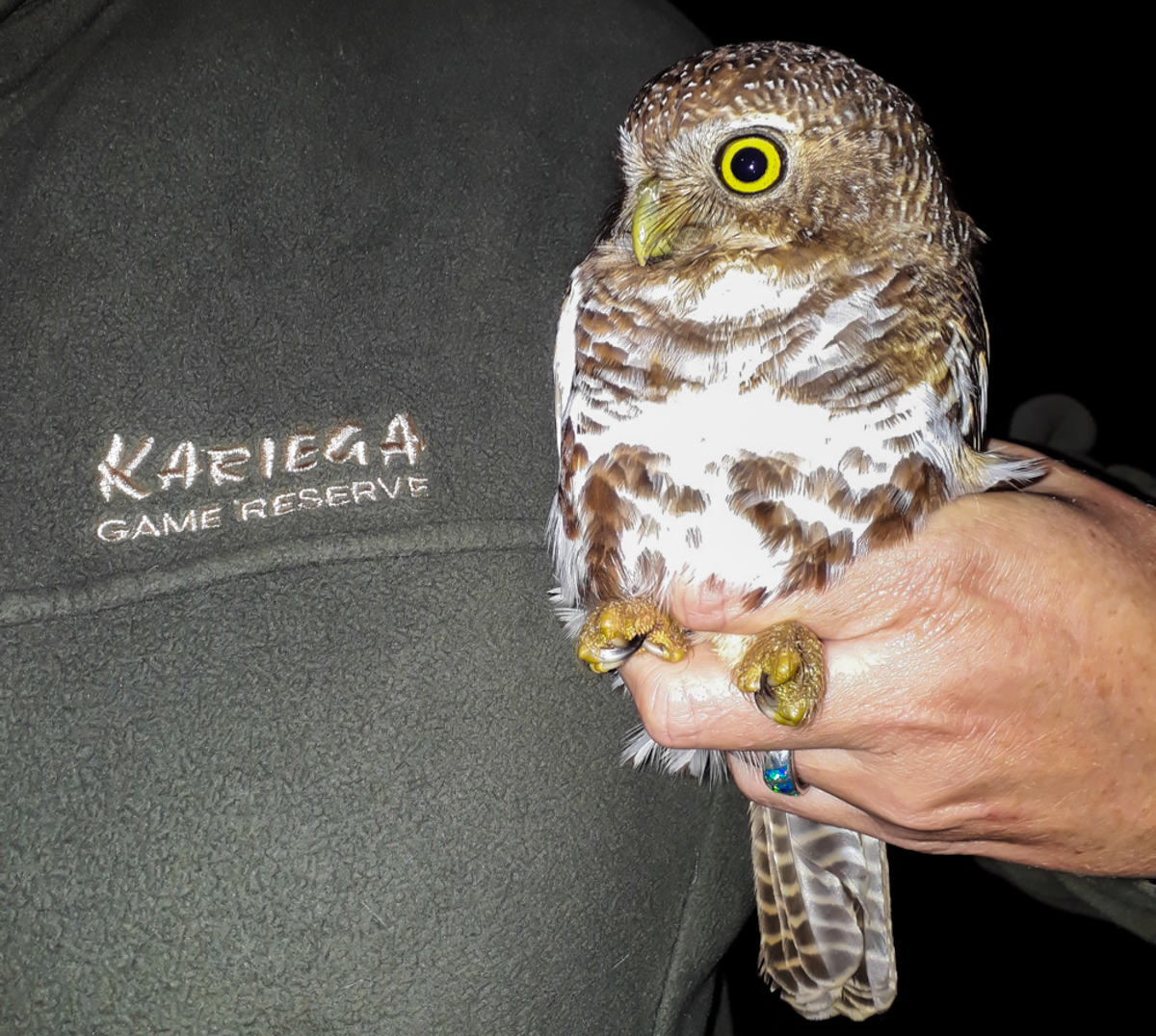 Kariega Safari African Barred Owlet