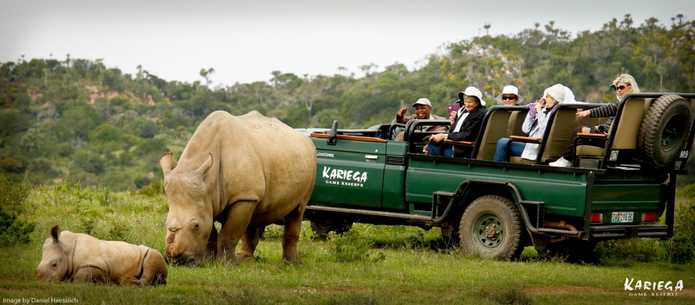 Rhino in African Wilderness Park with Kariega Vehicle