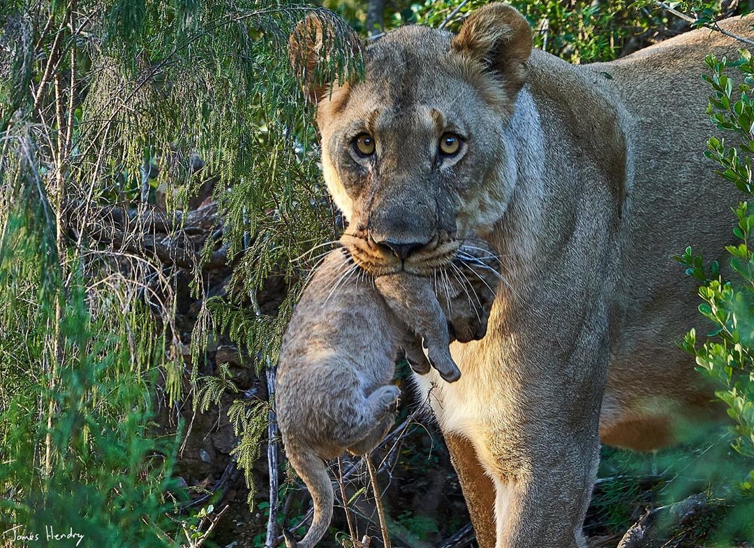 Kariega lion cub carried in mother's mouth