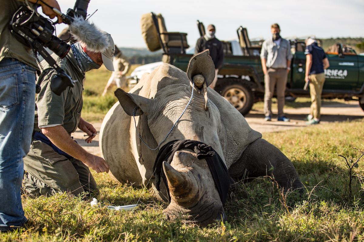 Rhino Conservation Dehorning Procedure at Kariega Game Reserve
