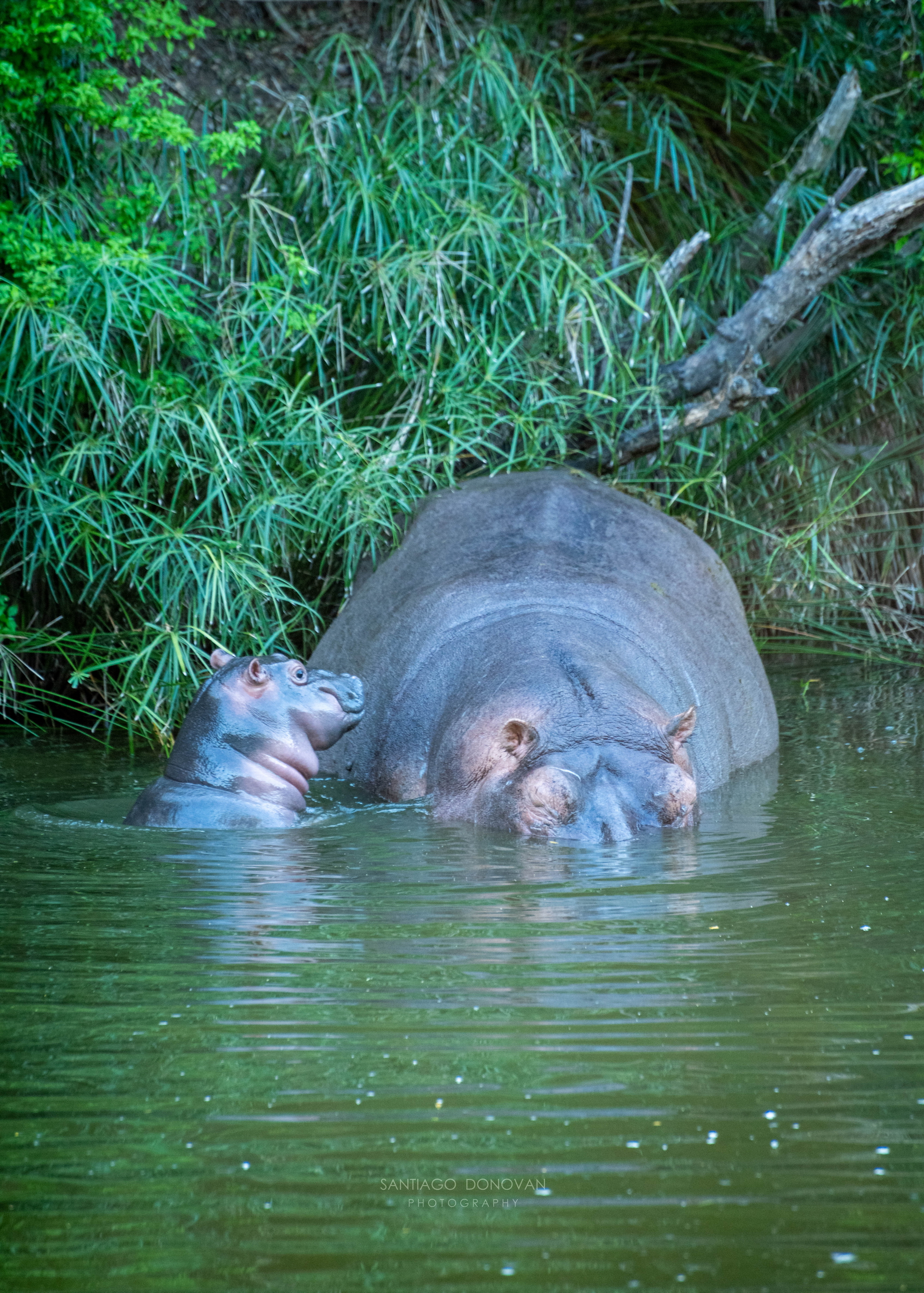 2020 Kariega Facebook Wildlife Photo Competition Winner Santiago Donovan Hippos