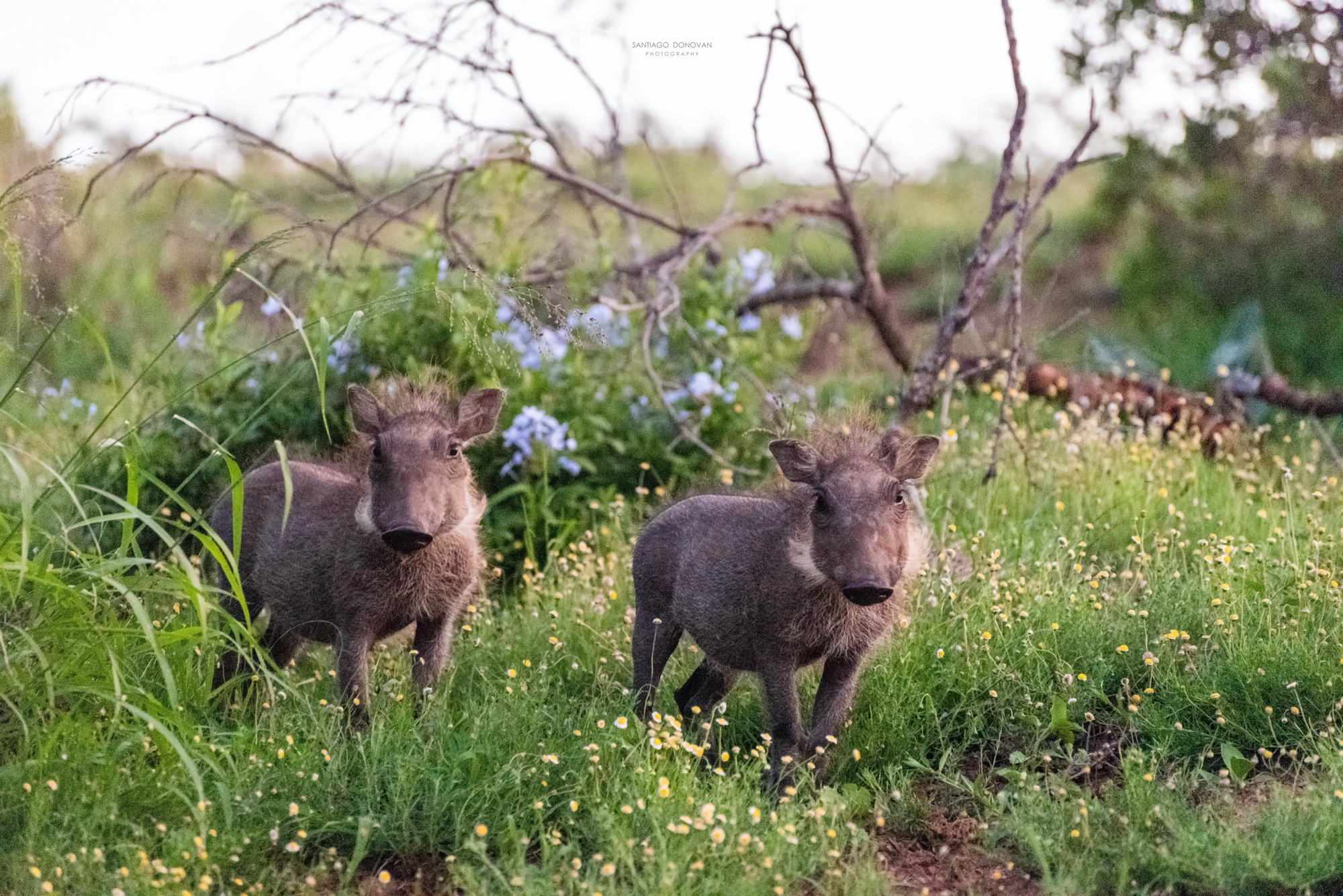 2020 Kariega Facebook Wildlife Photo Competition Winner Santiago Donovan Warthogs