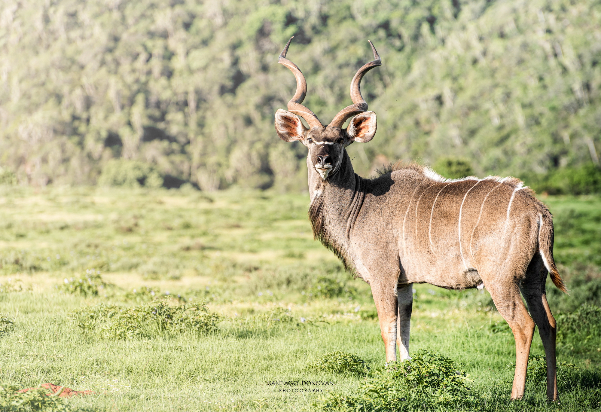 2020 Kariega Facebook Wildlife Photo Competition Winner Santiago Donovan Kudu