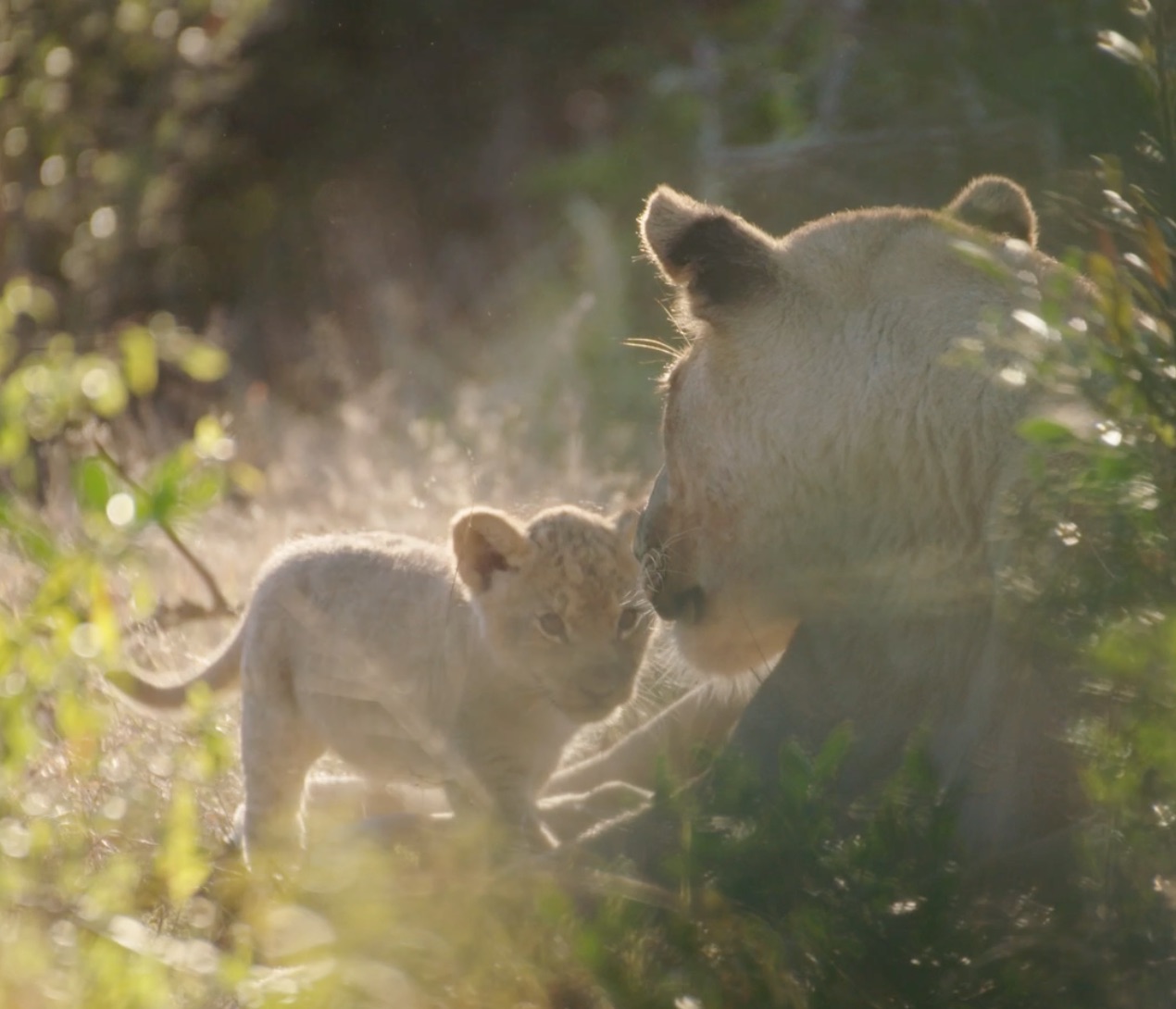 Delighted to find Four Lion Cubs at Kariega