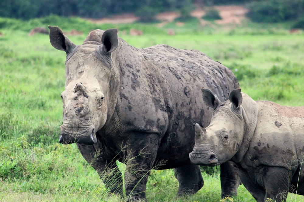 UK Rhino Lovers Win South African Safari to See Rhino Mum Thandi and Calf Mthetho
