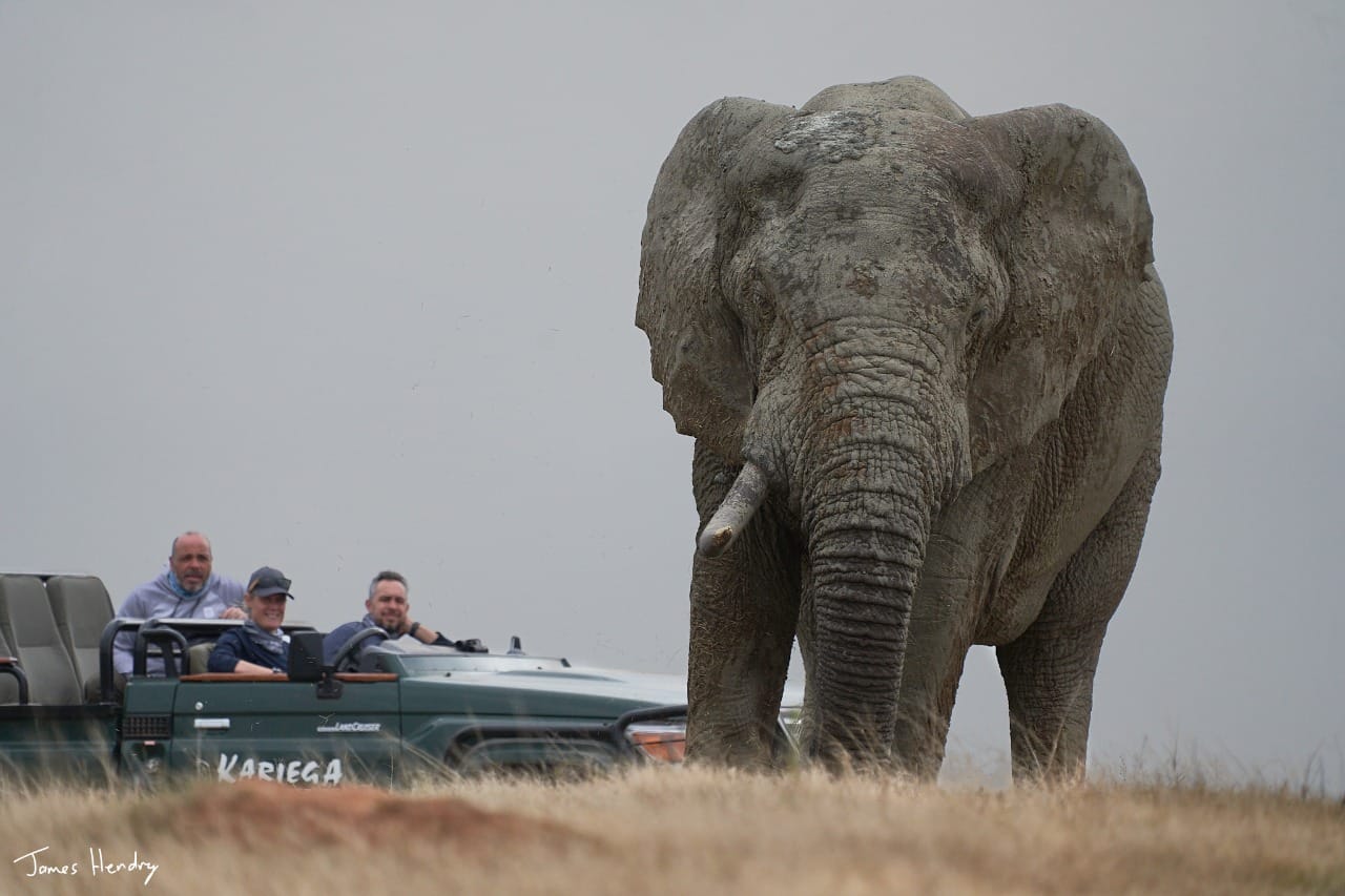 Elephant Bull With One Tusk