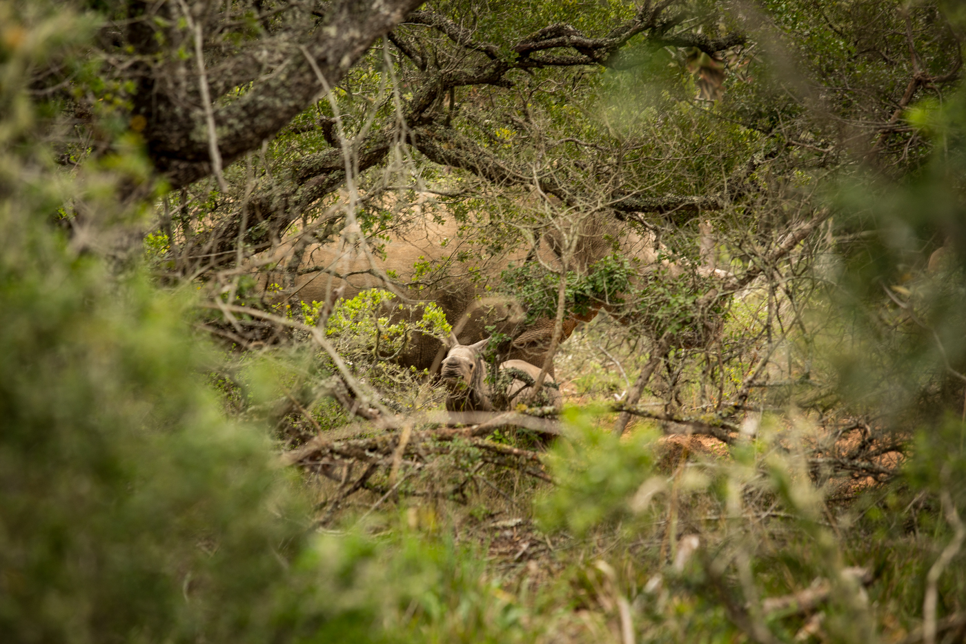 Kariega New Baby Rhino White Rhino