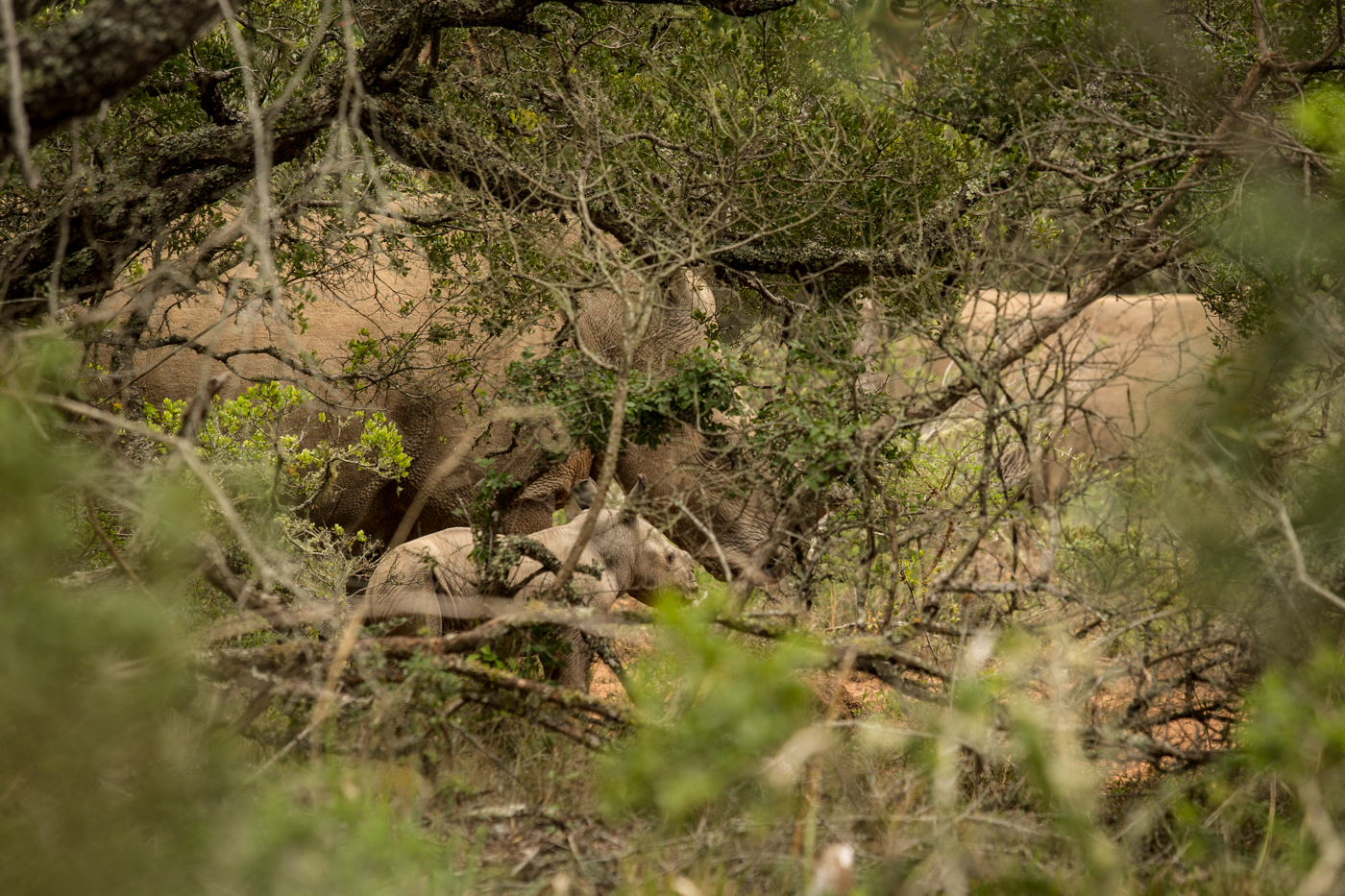 New Baby Rhino Birth at Kariega