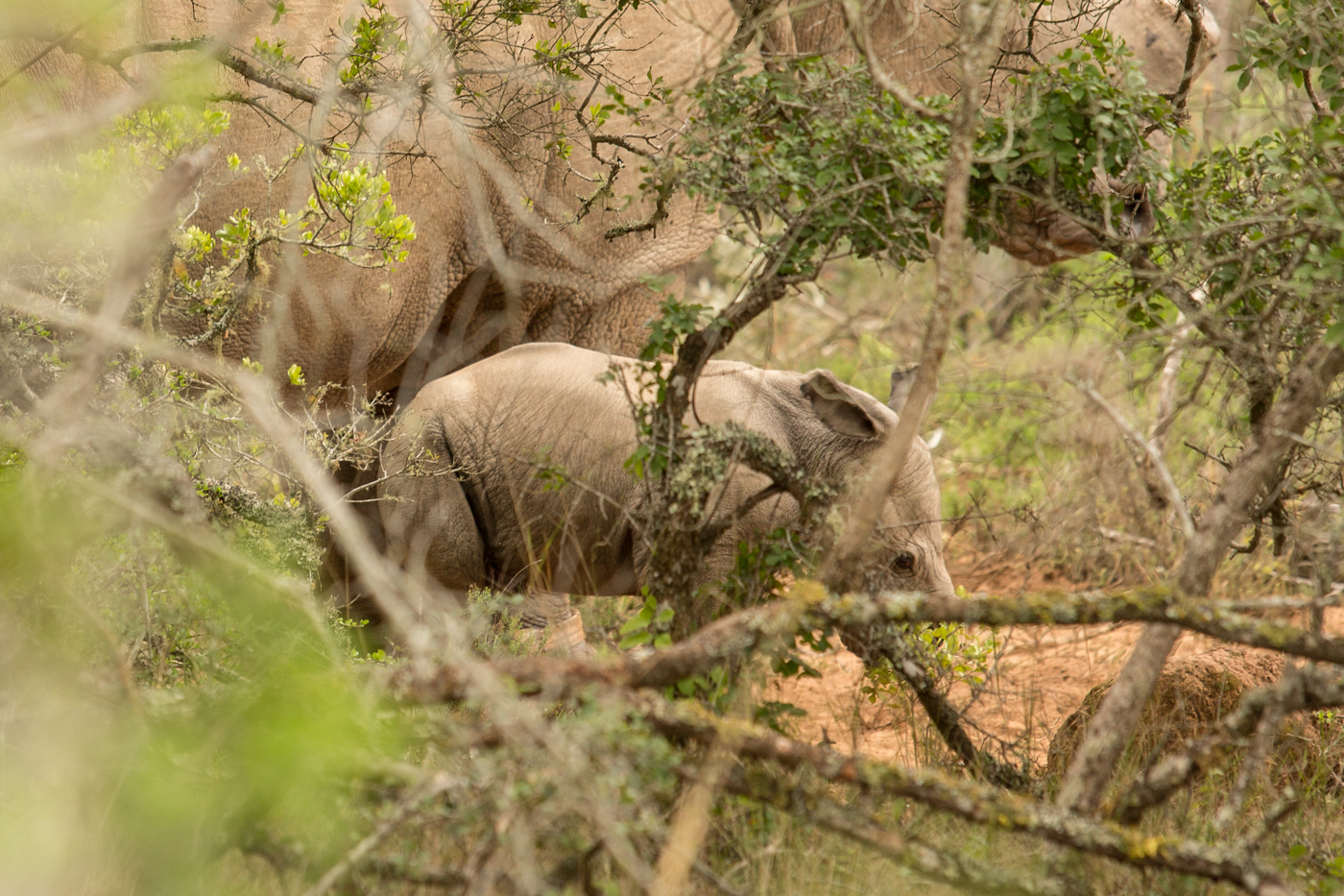 Rhino Thembi Gives Birth to New Baby Rhino